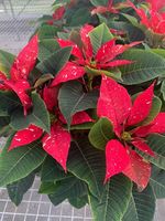 FFA Poinsettia Sale!